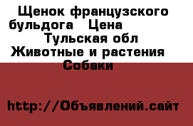 Щенок французского бульдога › Цена ­ 20 000 - Тульская обл. Животные и растения » Собаки   